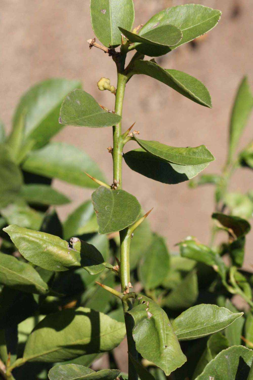            First year twig (Riverside, CA)   